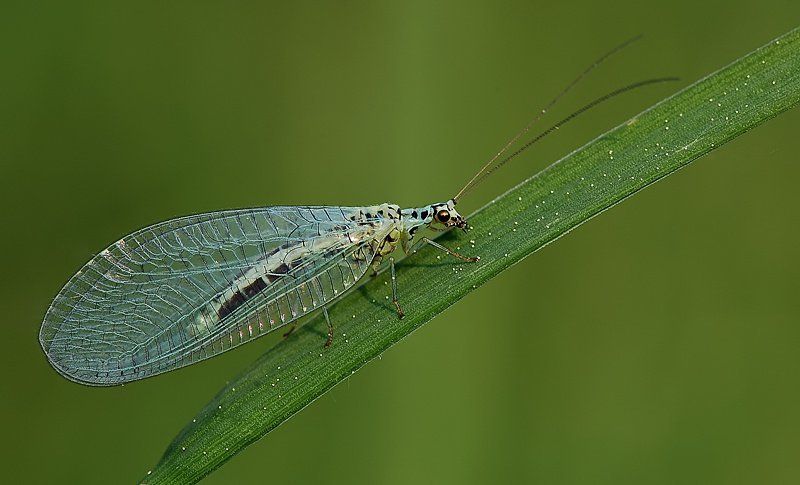 златоглазаяphoto preview