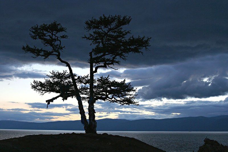 Дерево желанийphoto preview