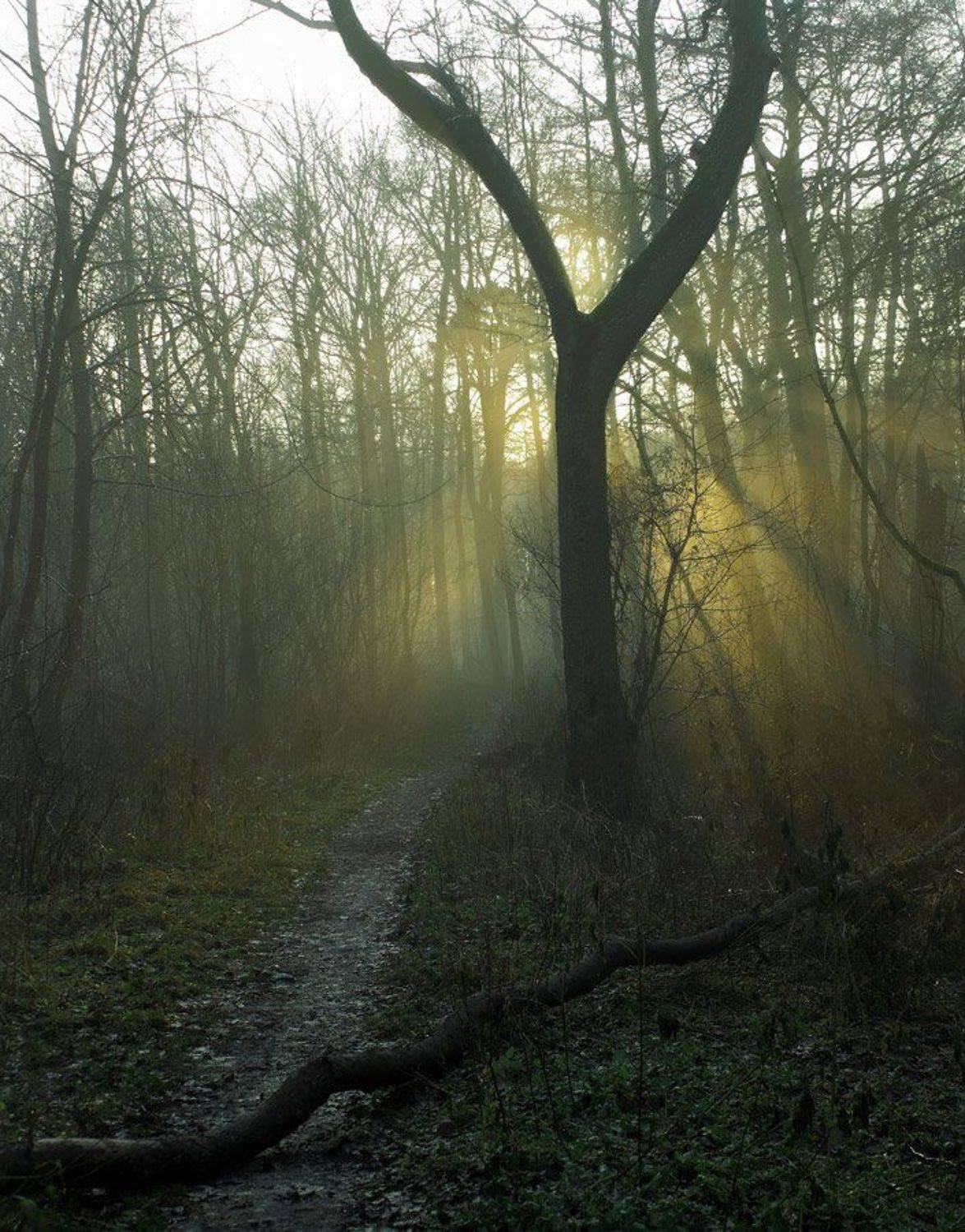 Тропинка в лесу. Автор: Павел Дунюшкин , Павел Дунюшкин