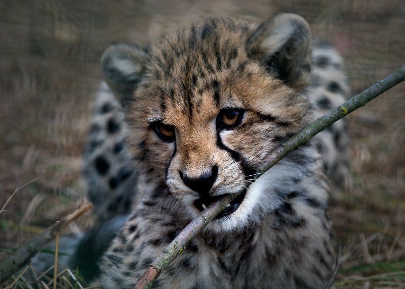 зверь,детеныш ***photo preview