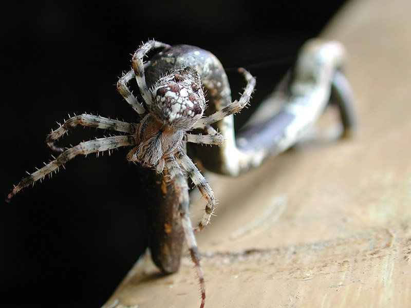 паук,подмосковье,макро,nikon Жphoto preview