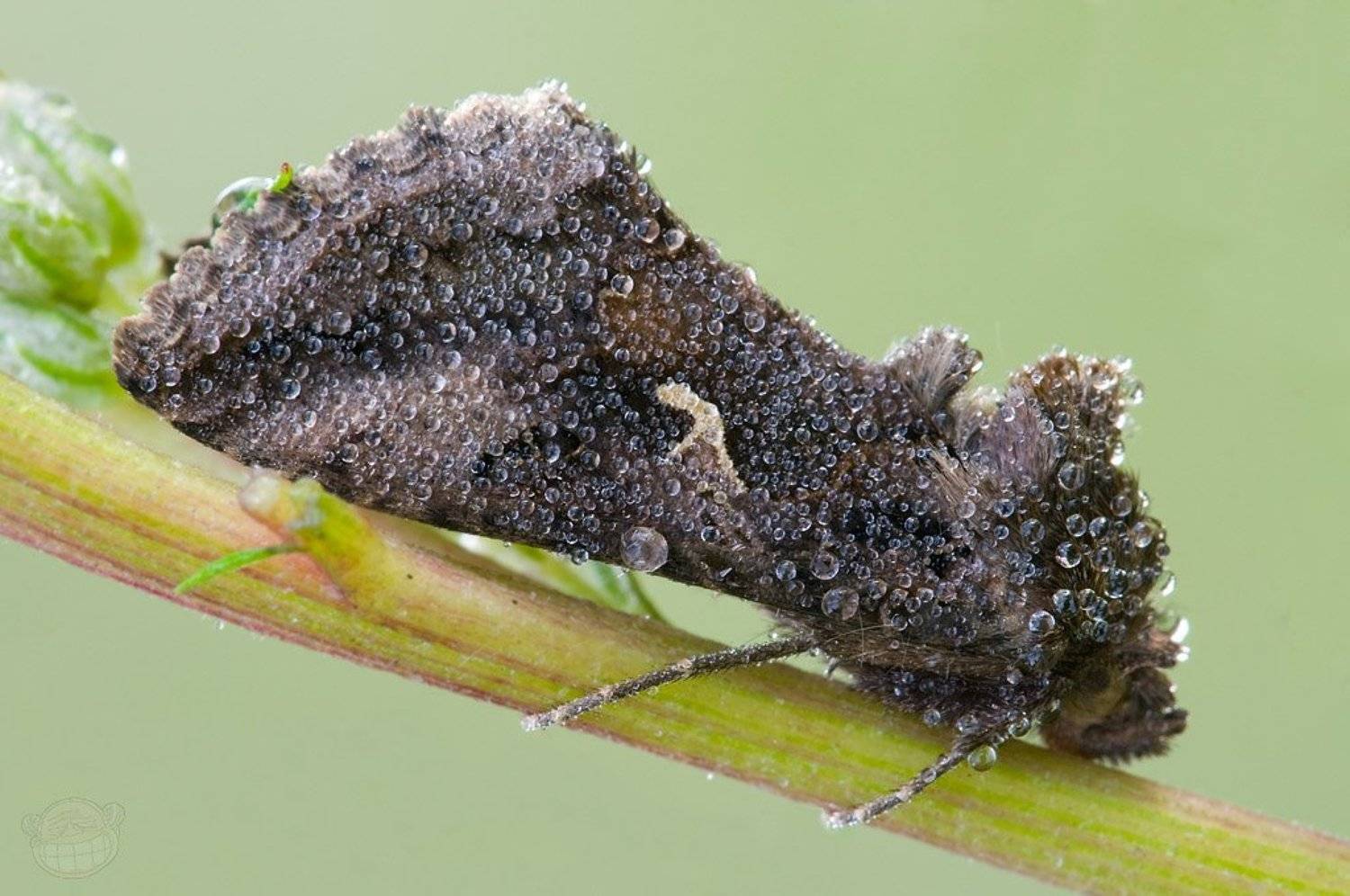 совка, макро, роса, утро, Amazon-san