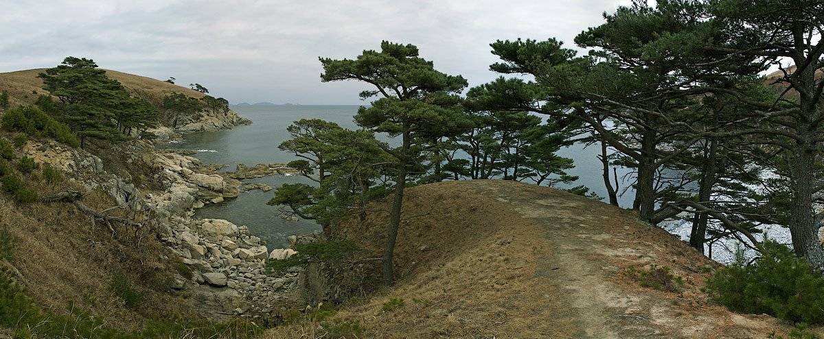 гамова, витязь, море, сосна, скалы, Дмитрий Корнилов