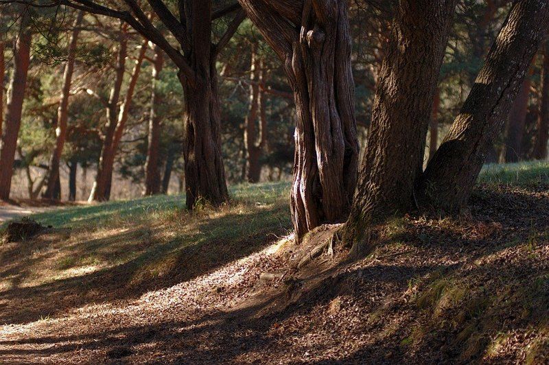 кисловодск, курортный парк, теренкур, 950 м, утро /// | ||/photo preview