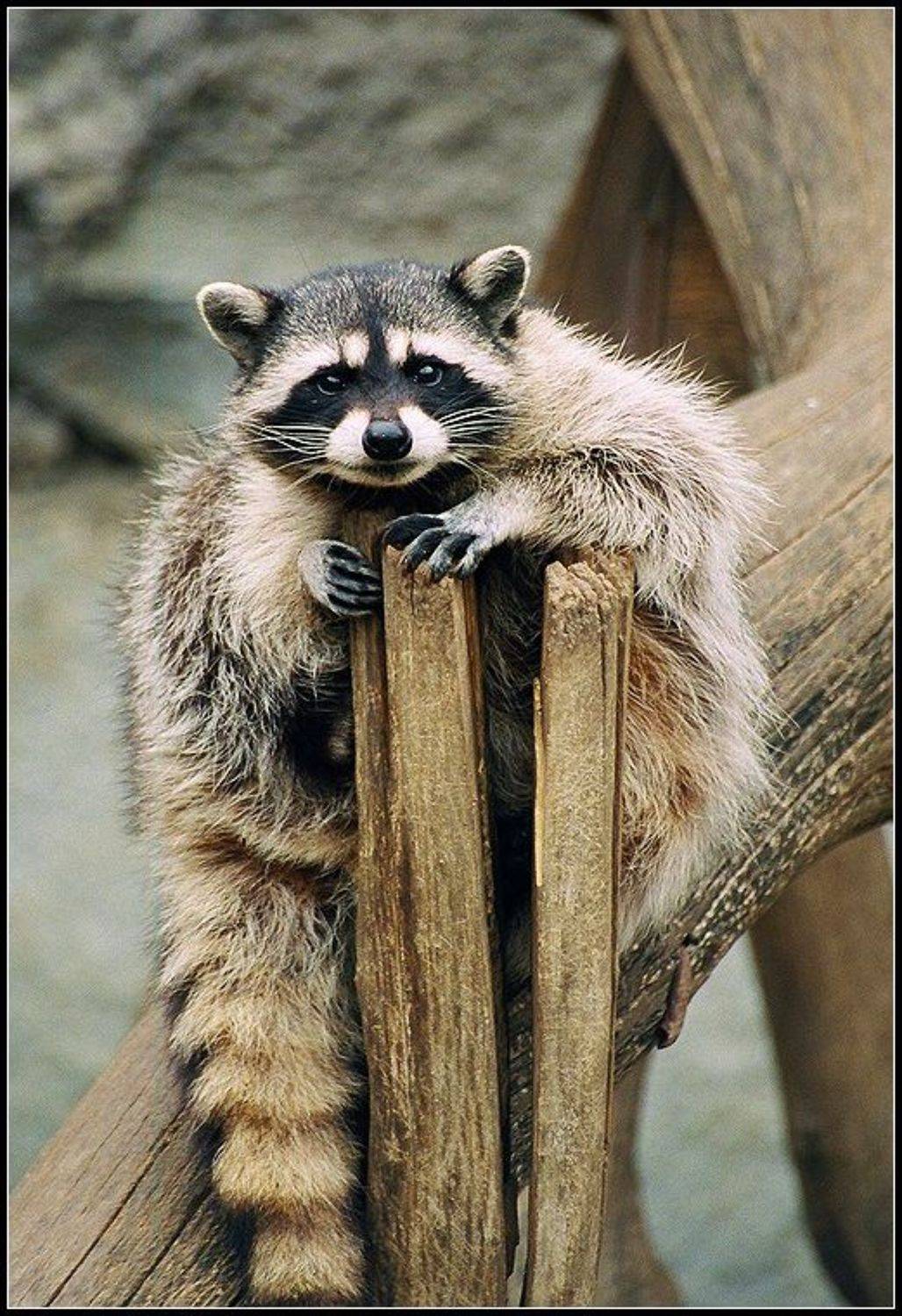 Мыслитель.... Автор: Григорий Иващенко енот, Григорий Иващенко