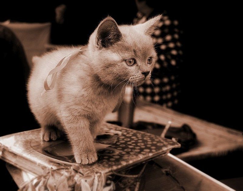 британецphoto preview