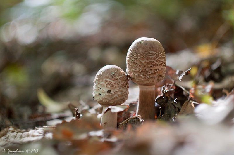 Зонтикиphoto preview