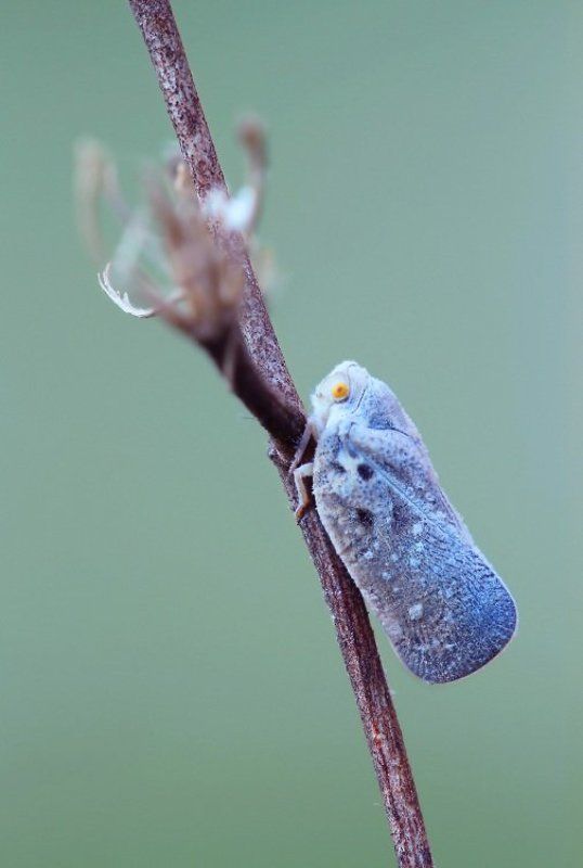 В инееphoto preview