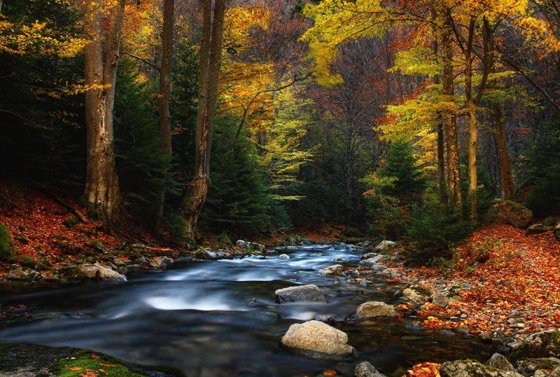 fall impressionsphoto preview