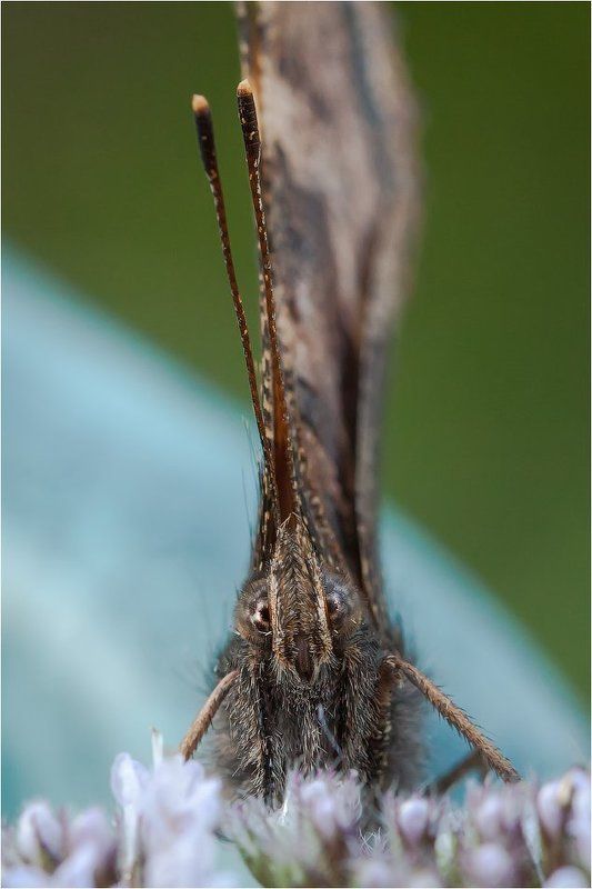 Эти глаза напротив...photo preview