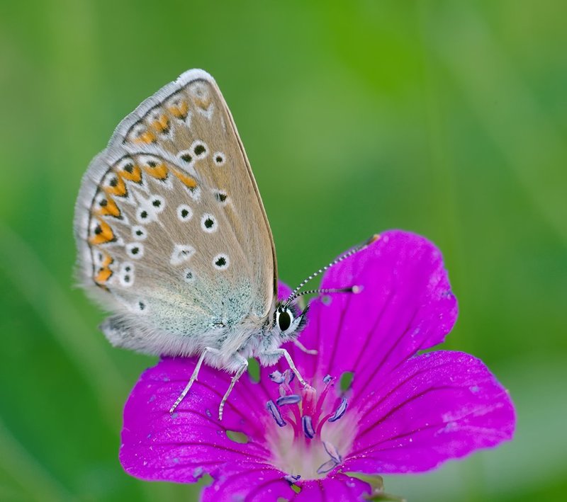 бабочка, голубянка, макро ***photo preview