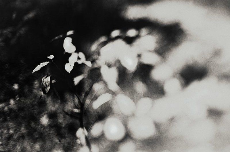 Процесс гниенияphoto preview