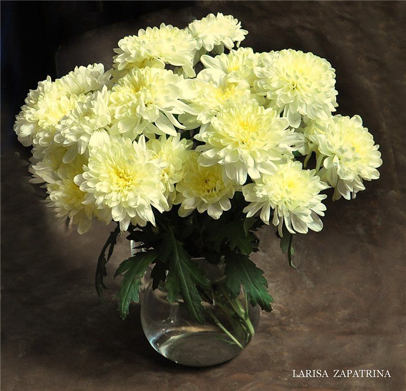 Хризантемыphoto preview