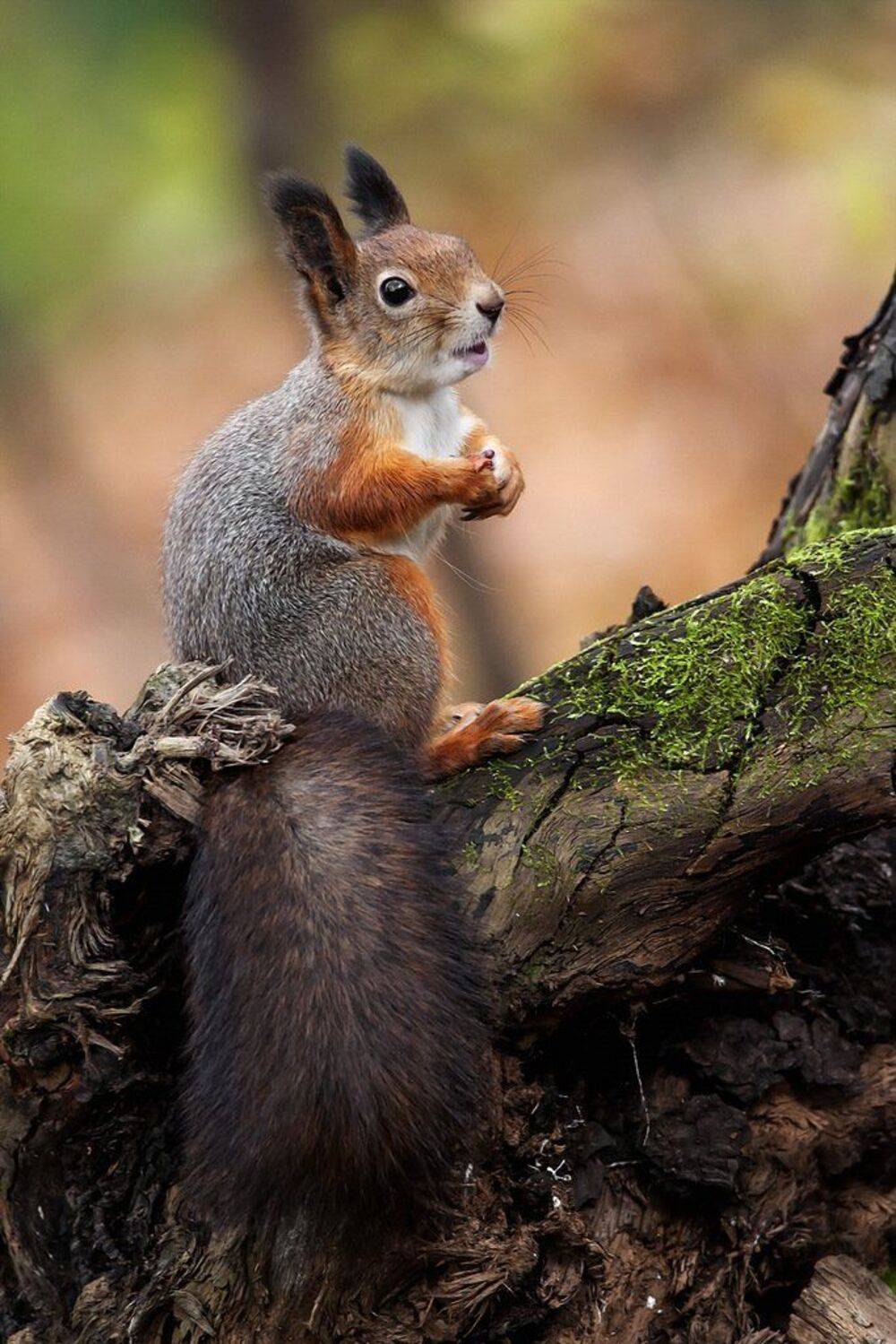 Разговорчивая. Автор: Валерий Субачев , Валерий Субачев