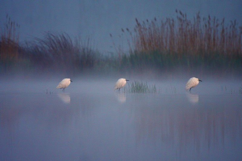 Сказкаphoto preview