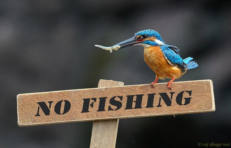 The Law Breakerphoto preview