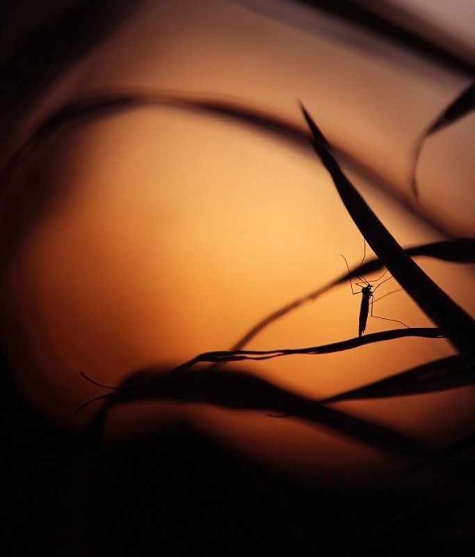 Комар на закатеphoto preview