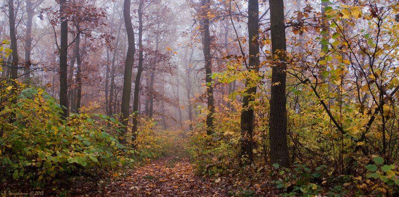 Утро в Ромаховом лесуphoto preview
