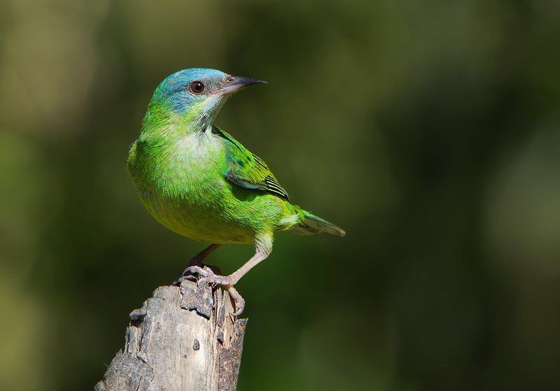 Бразилия, Птицы, Синий дакнис Дамочкаphoto preview