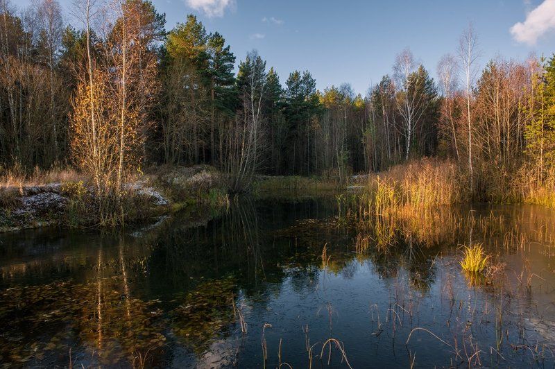 Уголок лесного озерца фото превью