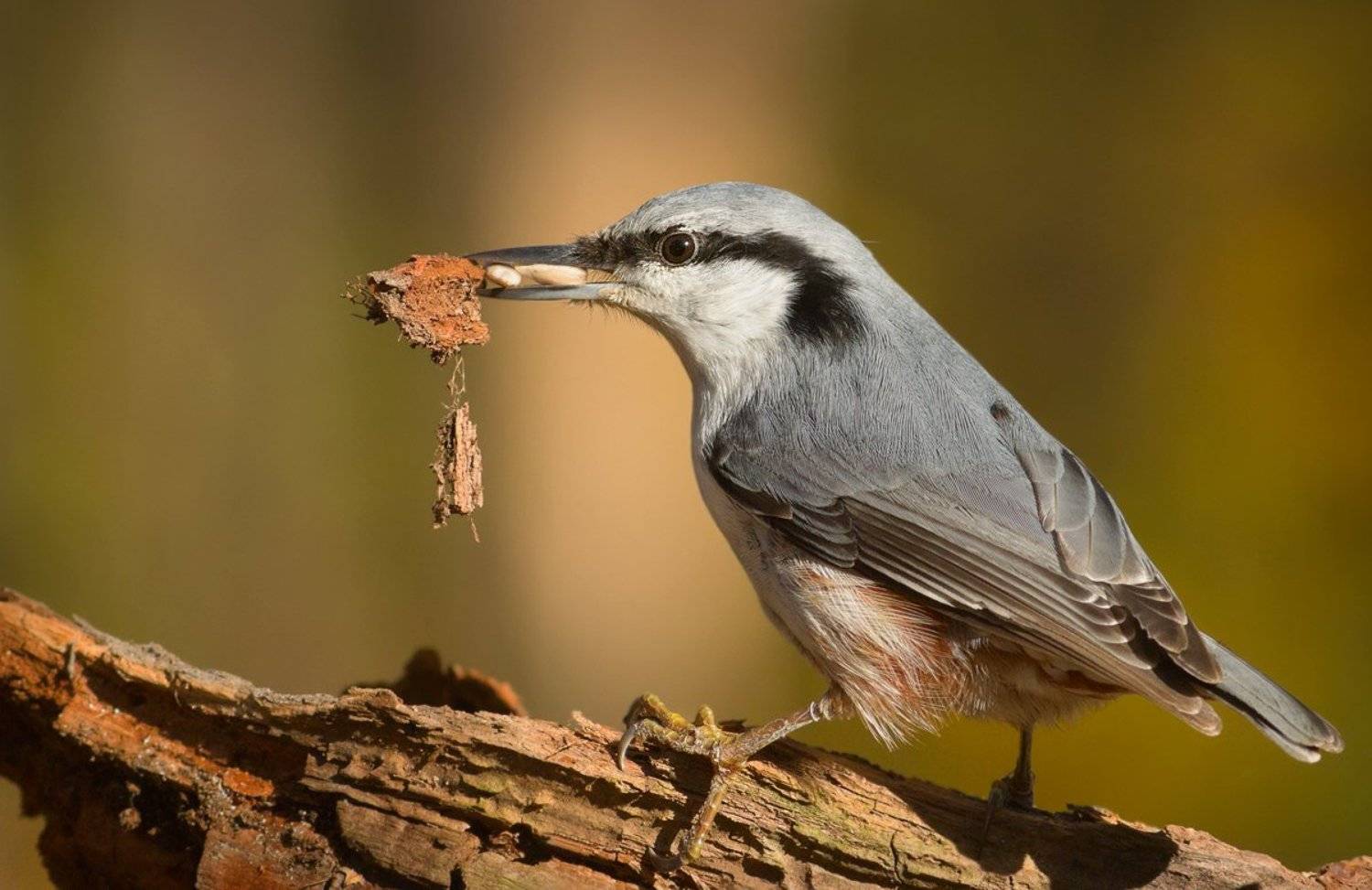 Запасливый.. Автор: Зоя Лаптева поползень, птицы, Зоя Лаптева