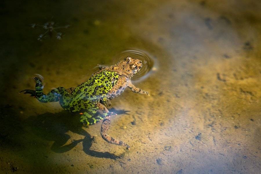 , Илья Гомыранов