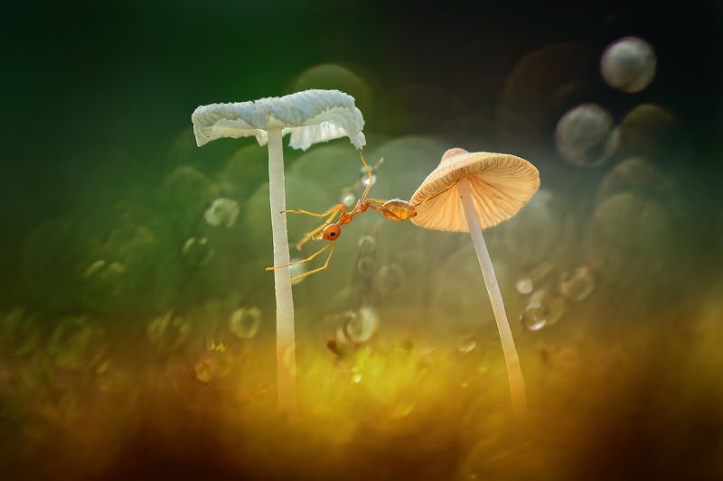 пересекатьphoto preview