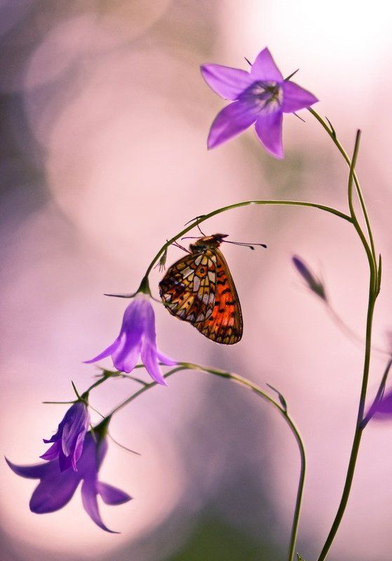 среди колокольчиковphoto preview