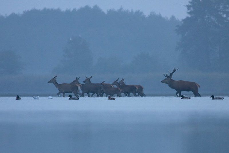 Morning in Miliczphoto preview