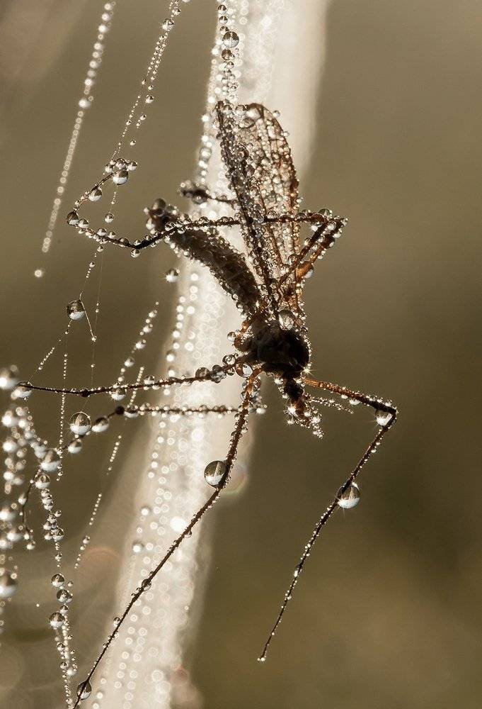 ***. Автор: Александр Чибиркин , Александр Чибиркин