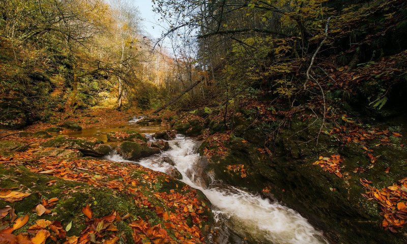 ОСТАТКИ ОСЕНИphoto preview