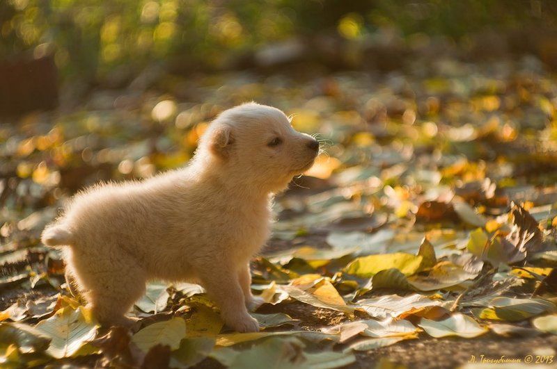 Умка :)photo preview