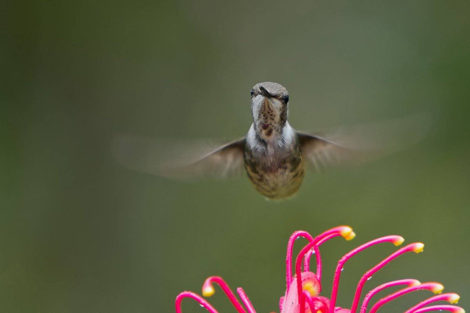 Траектория крыла. Автор: Елена Давыдова , Елена Давыдова