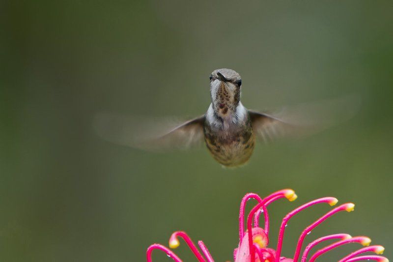 Траектория крылаphoto preview