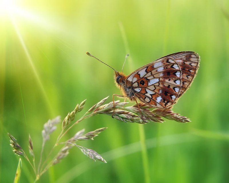 butterfly, nikon 1j1, wollensak cine raptar, бабочка ***photo preview