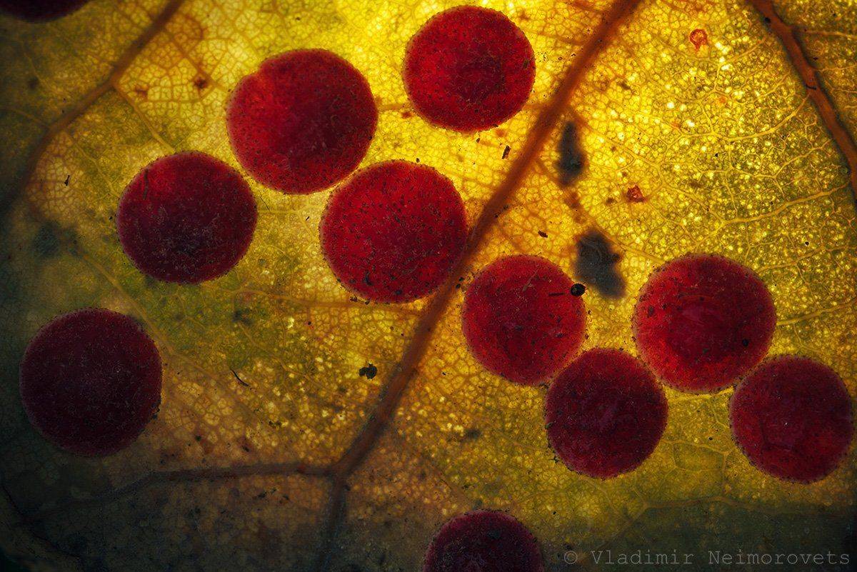 Neuroterus quercusbaccatum. Автор: Vladimir Neimorovets Krasnodar territory, Neuroterus quercusbaccatum, Norh-west caucasus, Виноградообразная орехотворка, Краснодарский край, Северский район, Vladimir Neimorovets