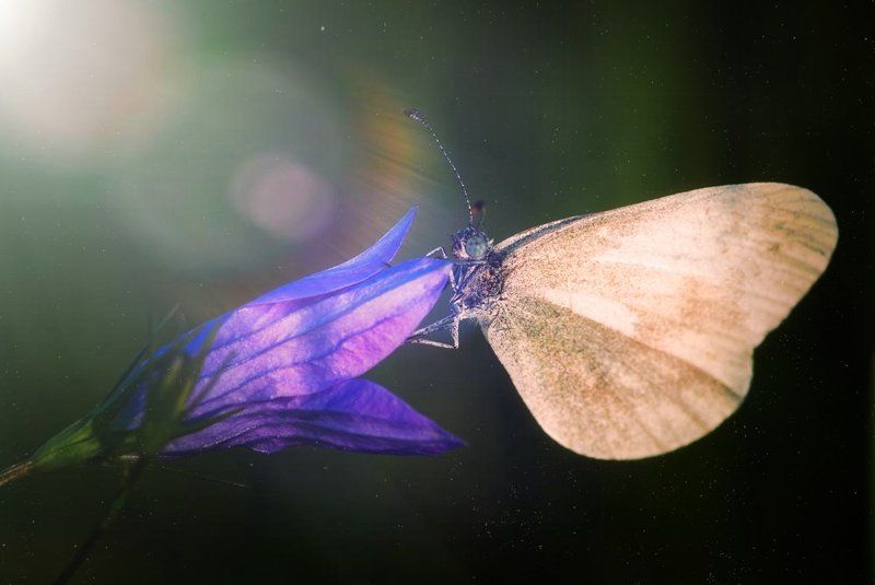 Утроphoto preview