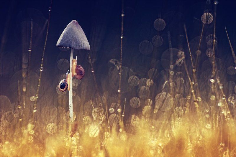 Macro, Mushroom, Snail Race in Hell (гонки в аду)photo preview