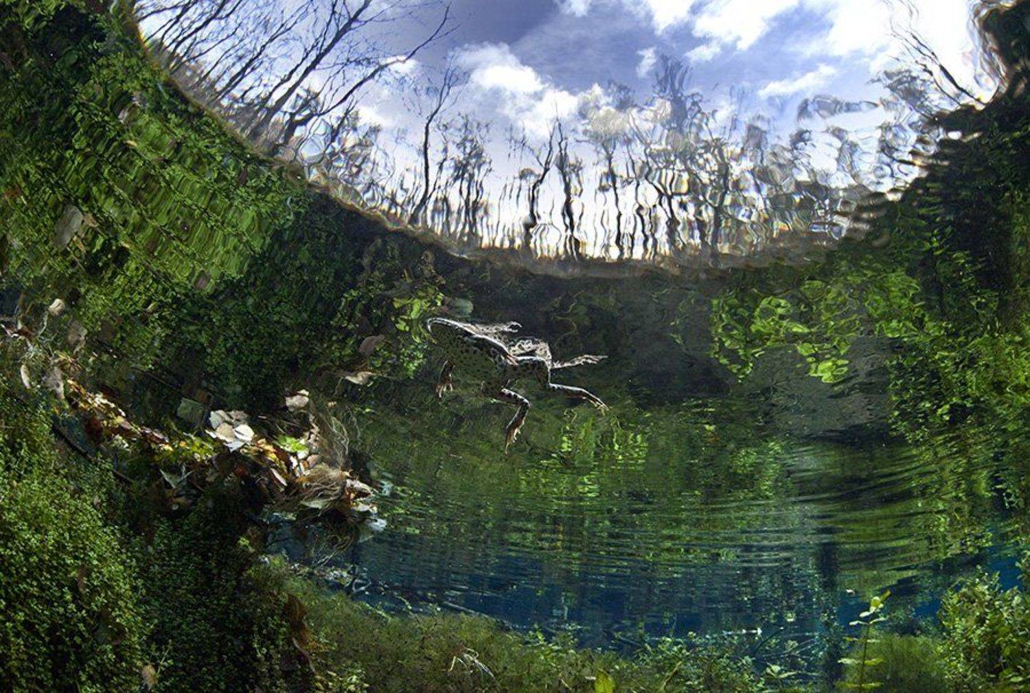 лягушка,подводная фотография, Эдуард VTORNIK  Николаев
