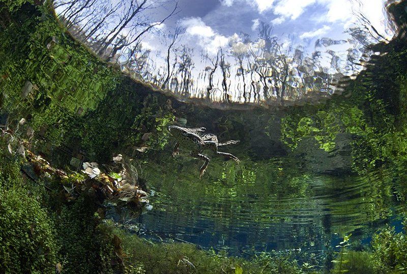 лягушка,подводная фотография небесаphoto preview