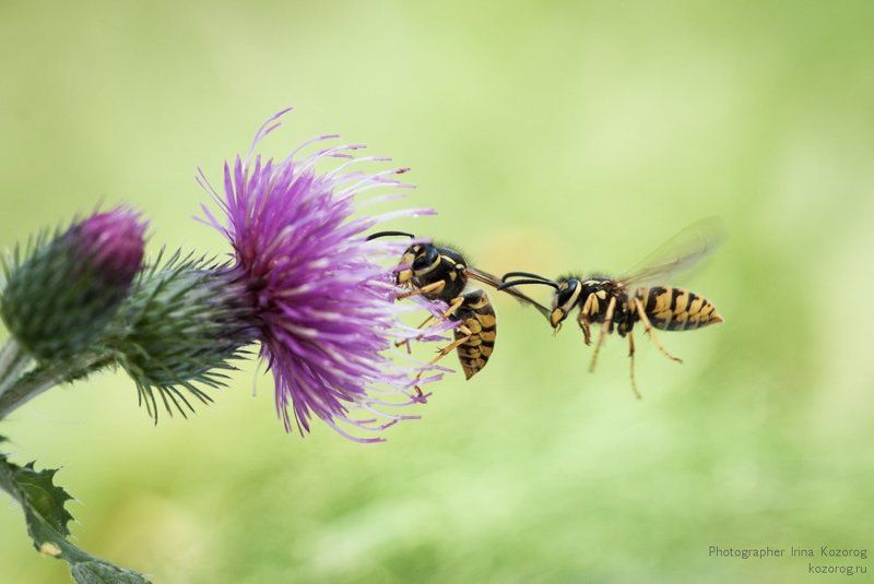 Я первая подлетала! Куда ты, без очереди!photo preview