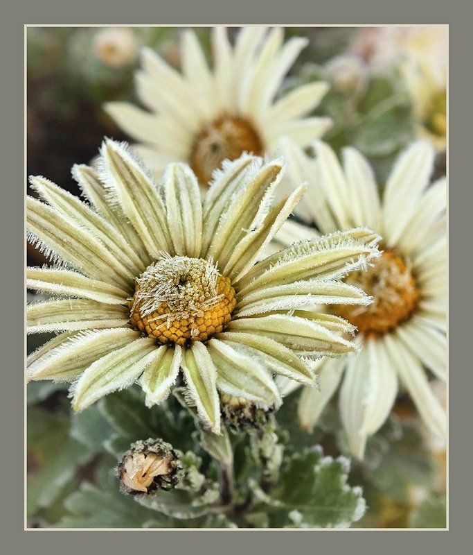 Дыхание Зимыphoto preview