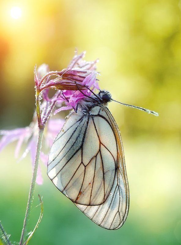butterfly, closeup, macro, бабочка, боярышница, макро ***photo preview