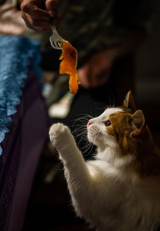 кошка, животные, быт, питомец, деревня, cat, animal, village Василиса.photo preview