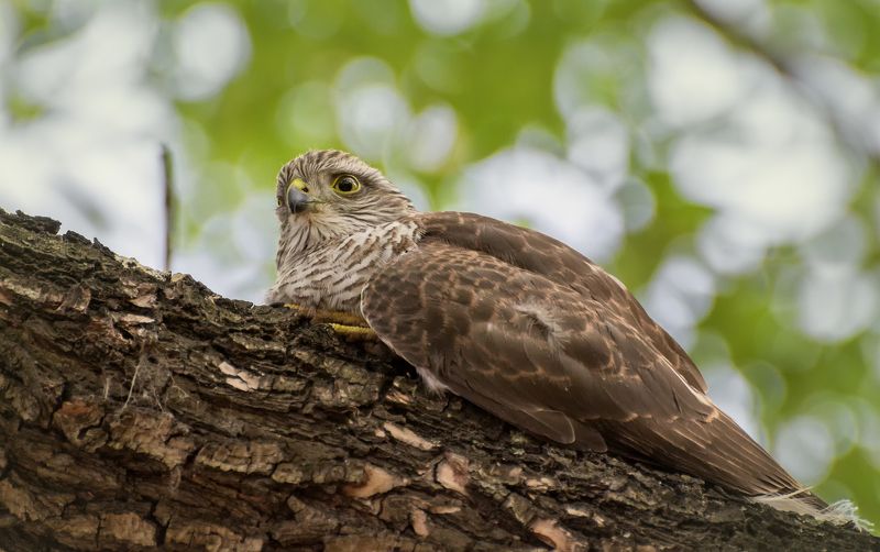 птица, ястреб, перепелятник, слёток, Отдых..photo preview