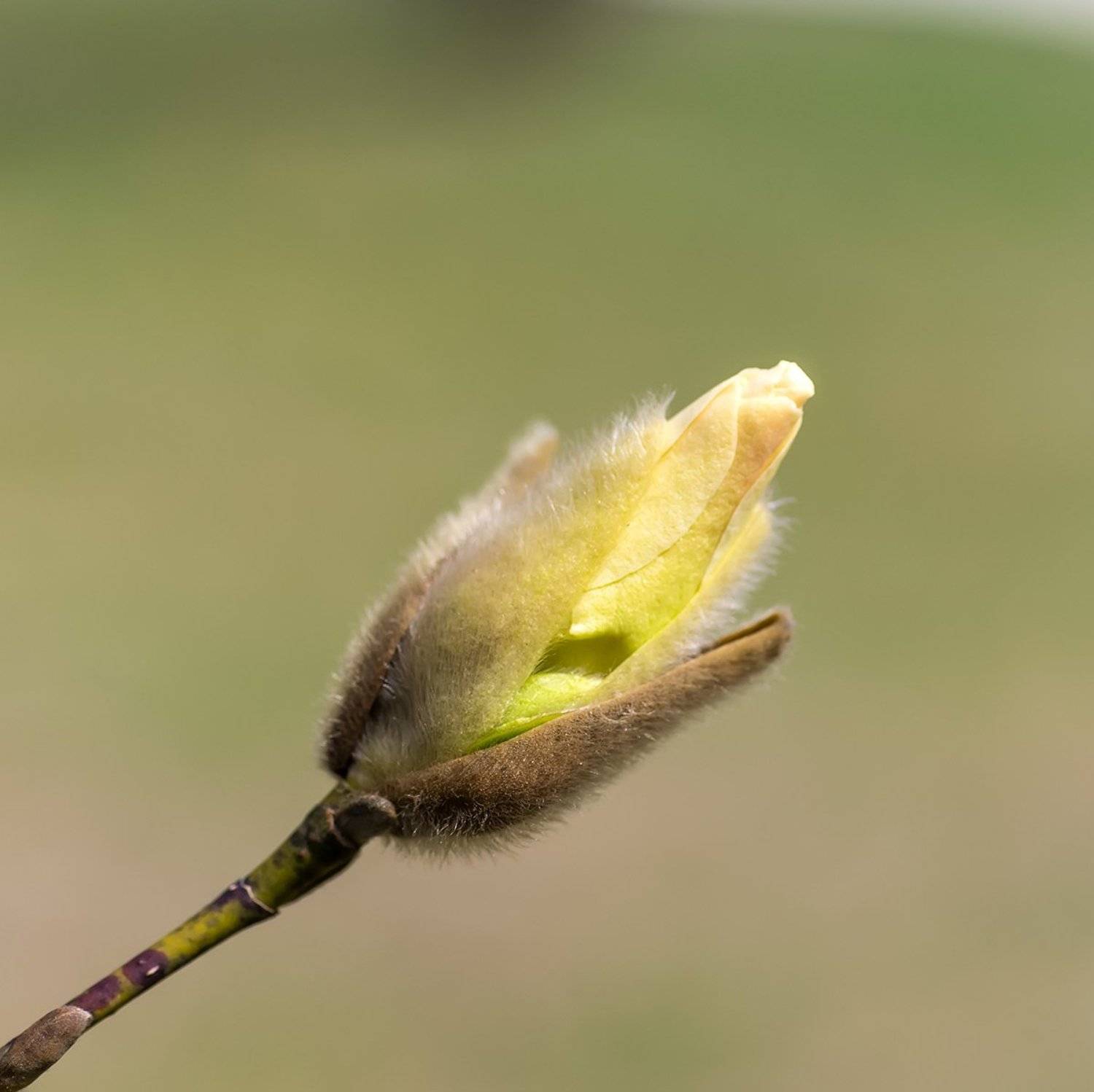 , Александр Земляной