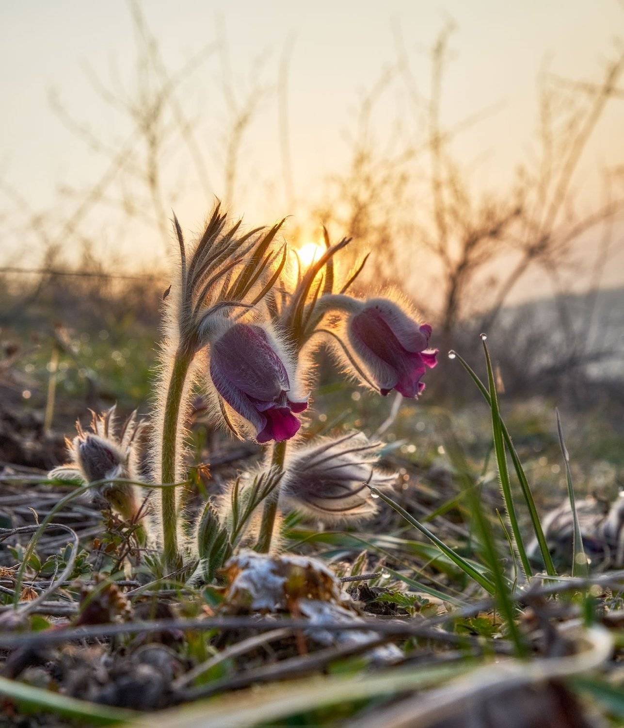 #nature, #туман, #лес, #oсень, #украина, #карпаты, #пейзаж, #закат, #туман, #солнце, #свет, #mountain range, #mountains, #туризм, #лес, #nature, #природа,, Леонид Морозов