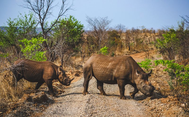 африка, носорог черный, носорог, зимбабве, замбия, юар, красная книга, животные, дикий животный мир, africa, wildlife, wildlife photography, animals Последние из вымирающего племени. фото превью