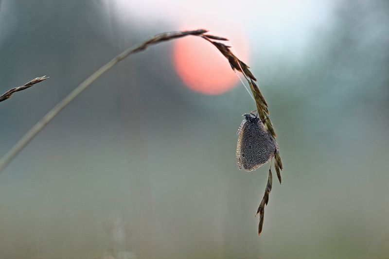 Июльphoto preview