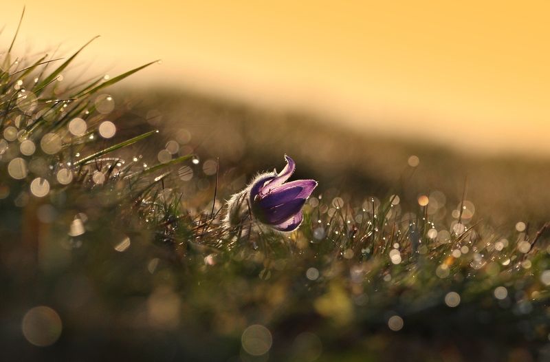 Pulsatillaphoto preview